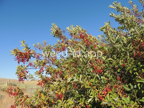 chokecherry, common